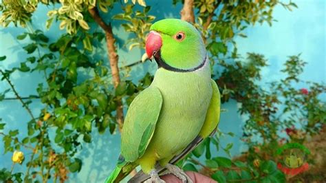 Parrot sounds. Things To Know About Parrot sounds. 